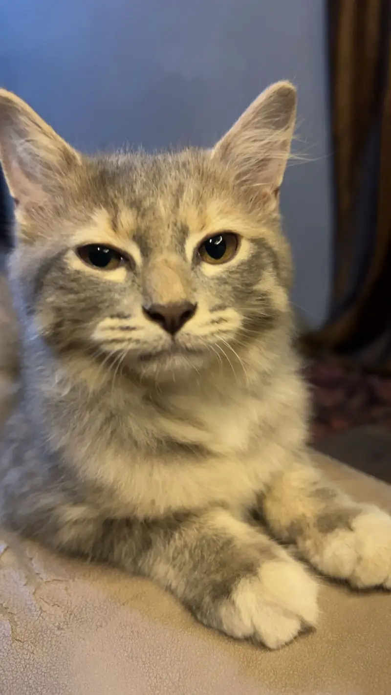 Grey taddy domestic shorthair — photo 7