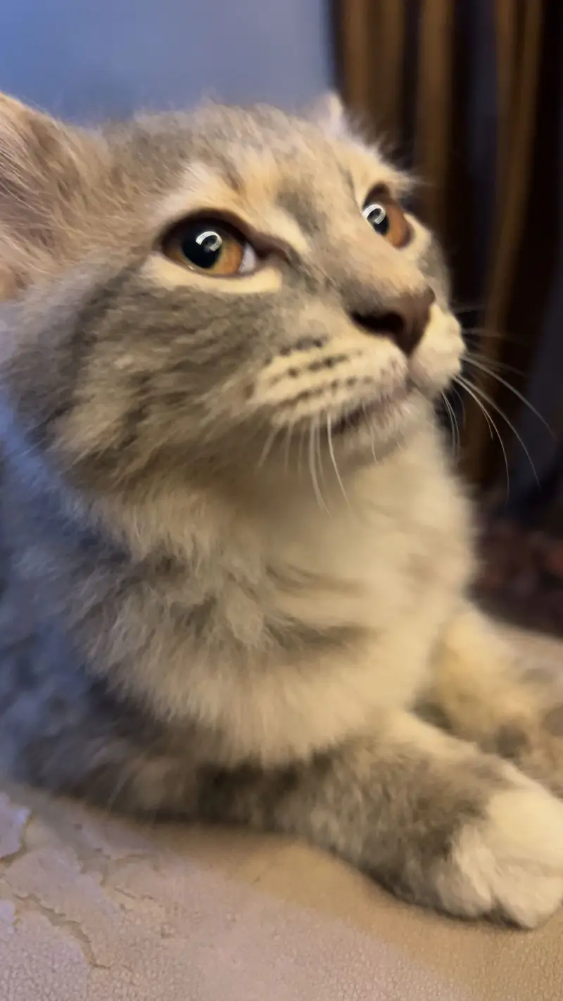 Grey taddy domestic shorthair — photo 8