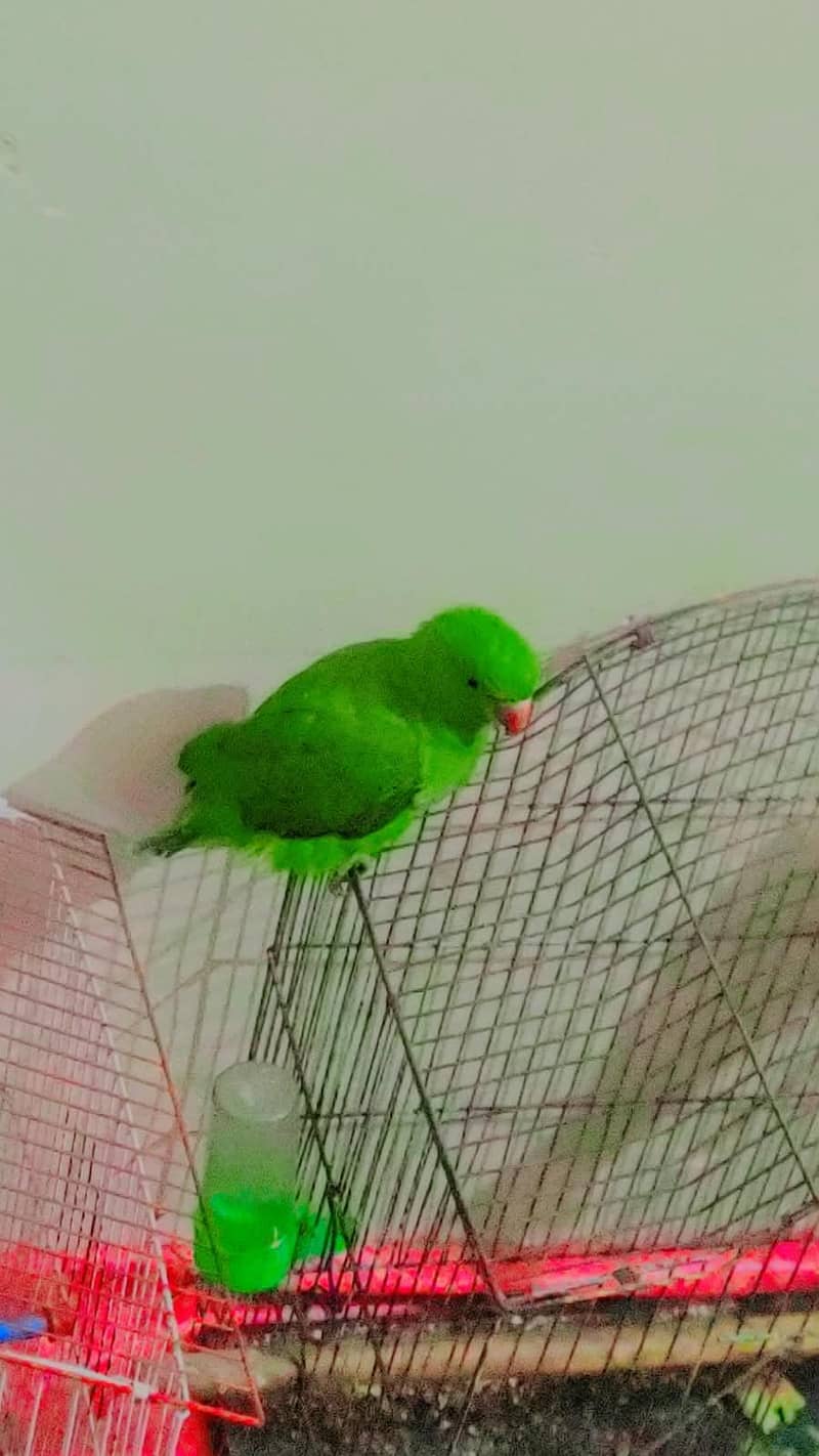 parrot 0