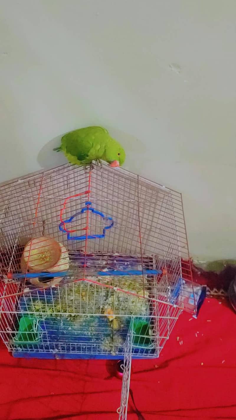 parrot 1
