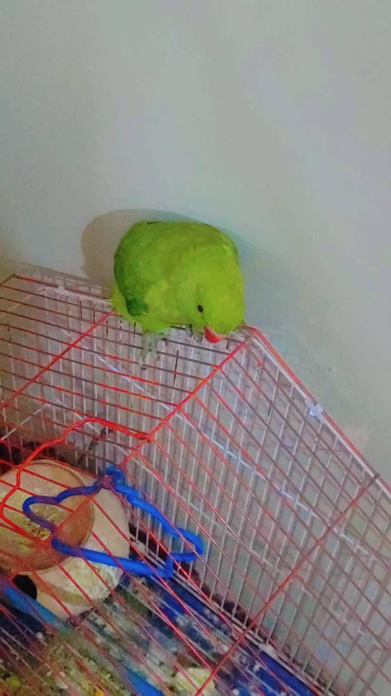 parrot 2