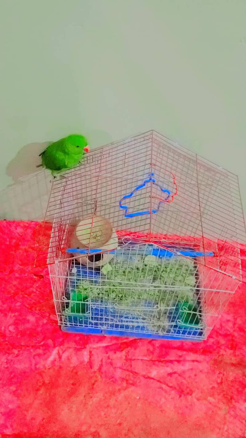 parrot 3