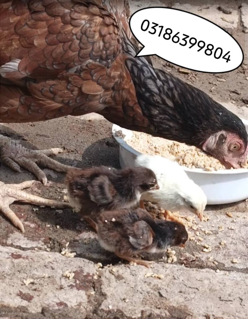 with 3 chicks 1