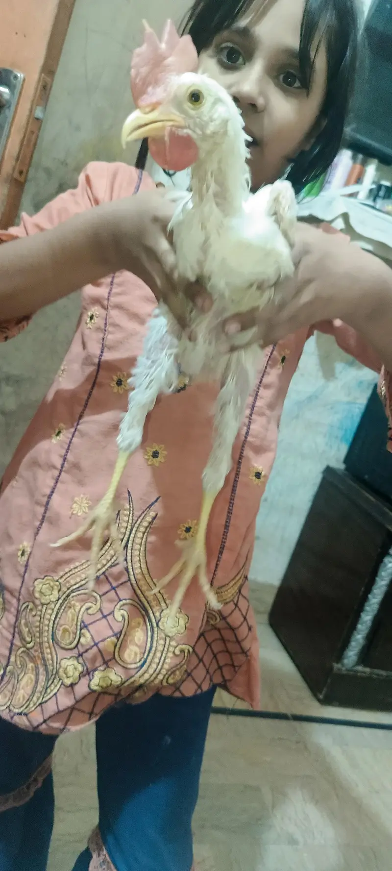 broiler white male chicken