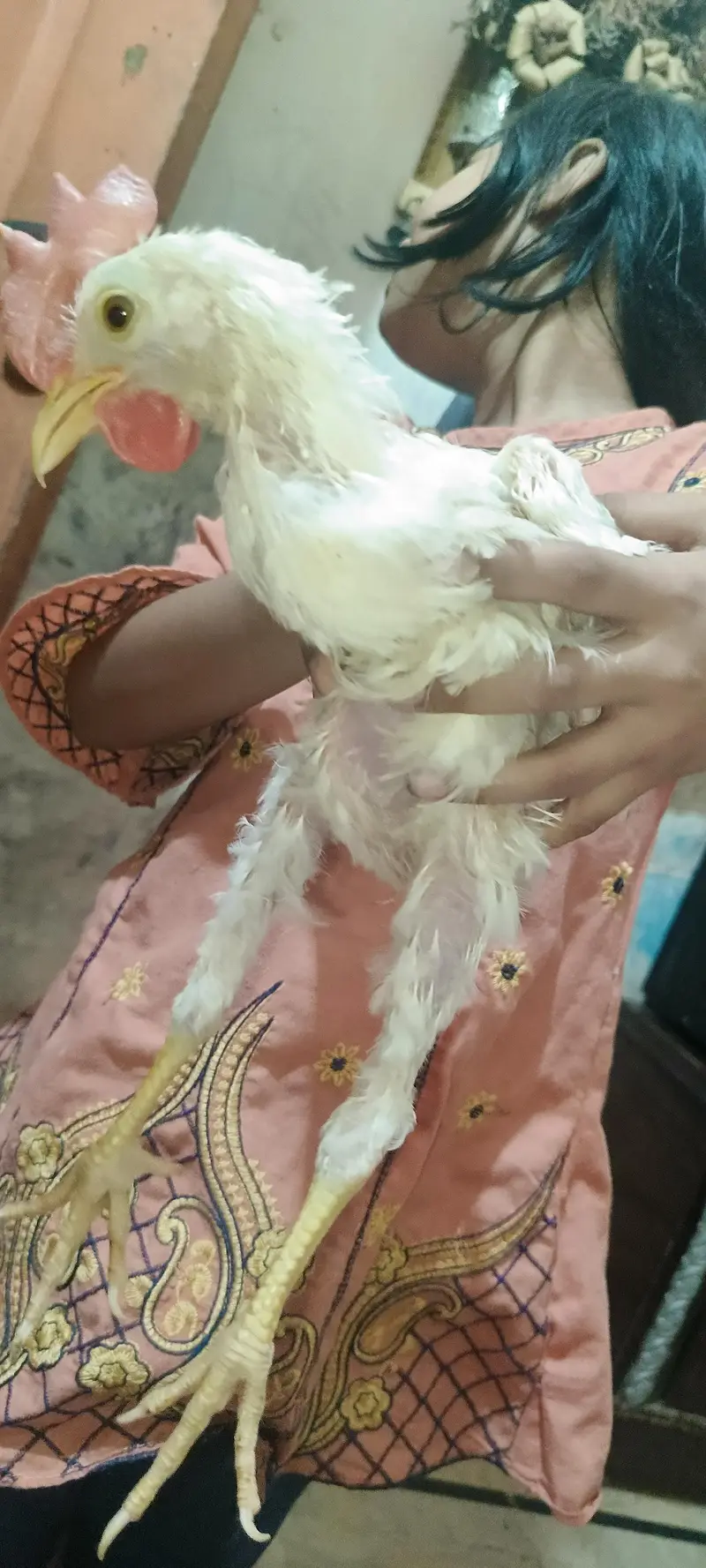 broiler white male chicken — photo 2