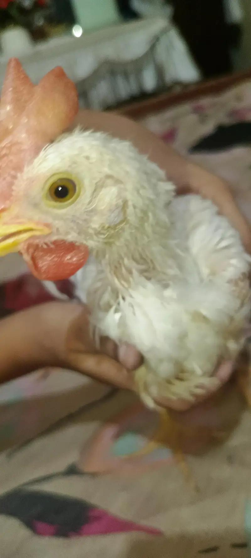 broiler white male chicken — photo 3