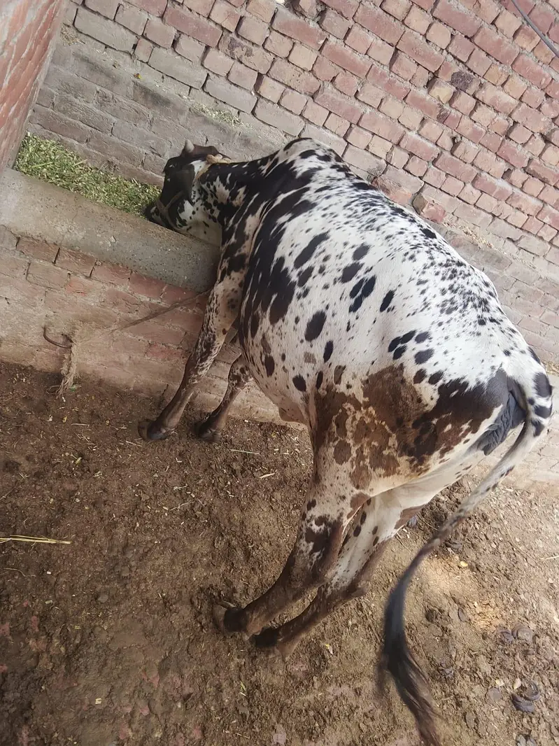 sahiwal wair