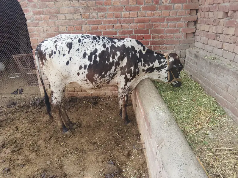 sahiwal wair — photo 2