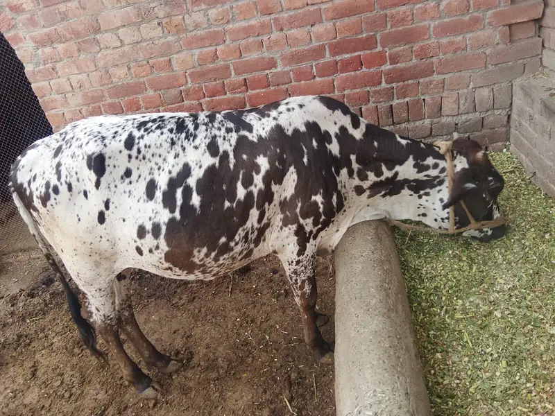 sahiwal wair — photo 3