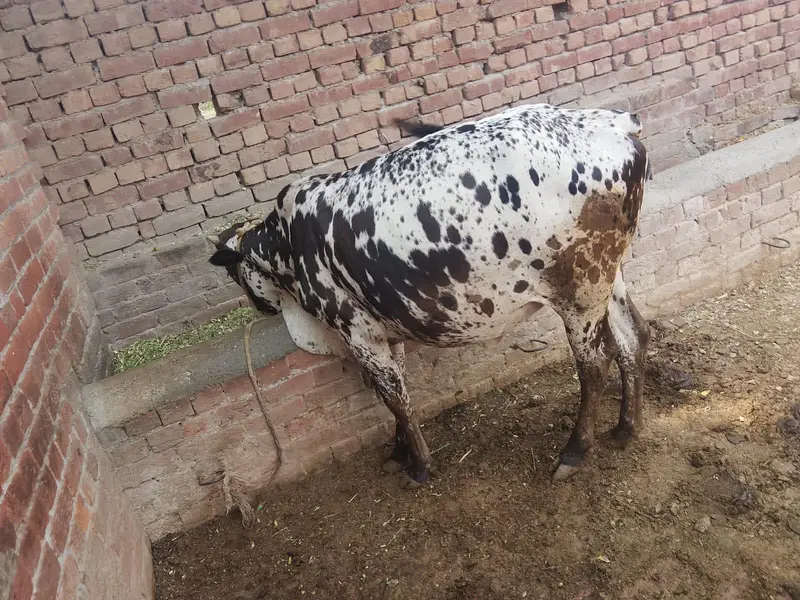 sahiwal wair — photo 4
