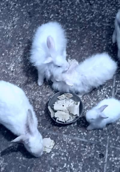 Red eye New Zealand & White Angora Rabbit  pair   available for sale