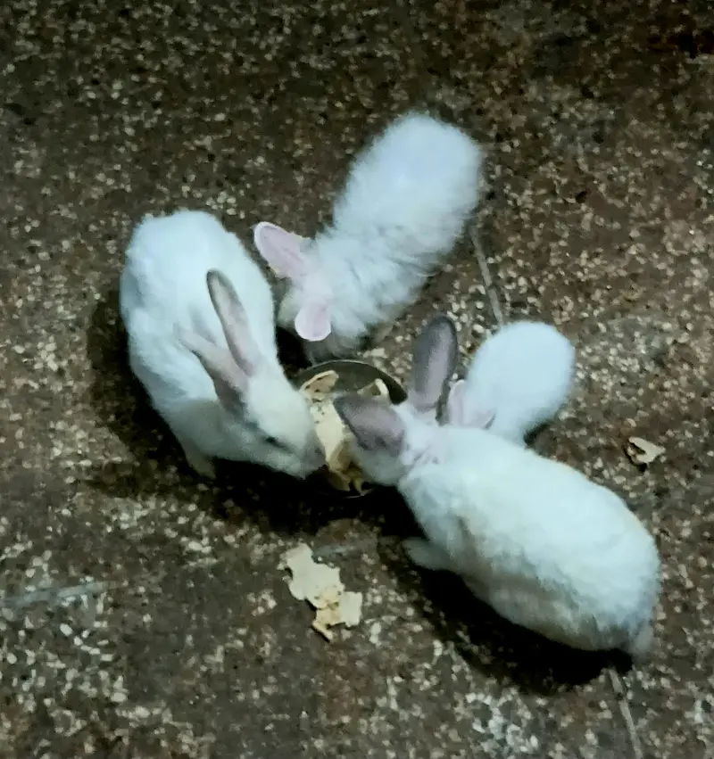 Red eye New Zealand & White Angora Rabbit  pair   available for sale — photo 8