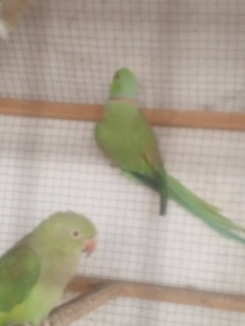 Bredars pairs 1