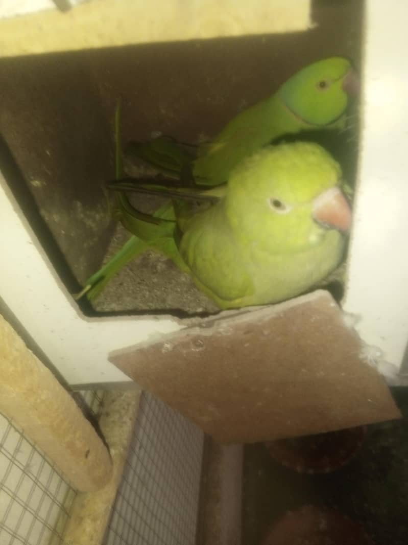 Bredars pairs 2
