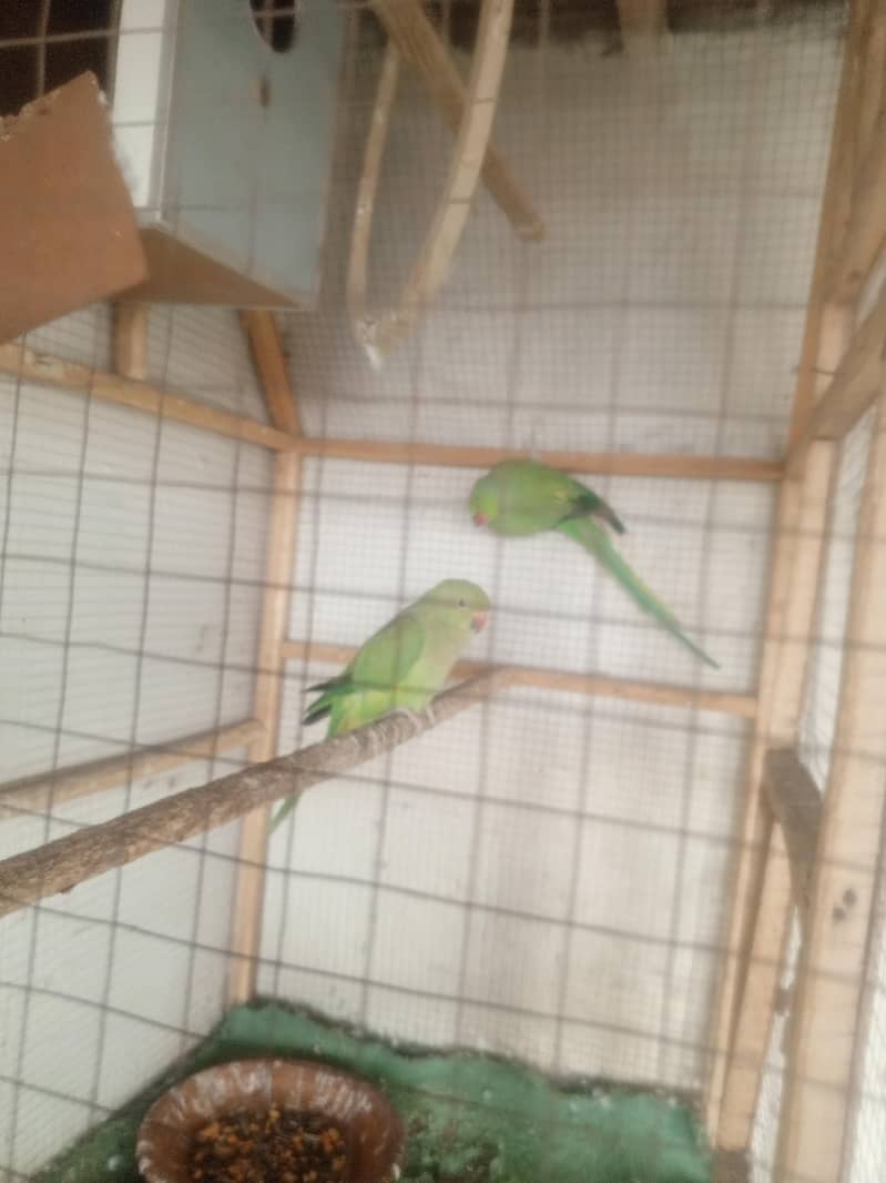 Bredars pairs 3