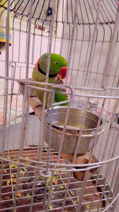 elxender parrot