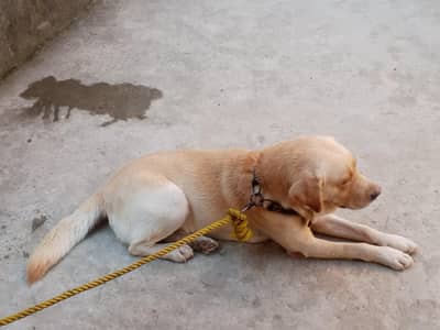 British Labrador Male looking for a new shelter r exchange