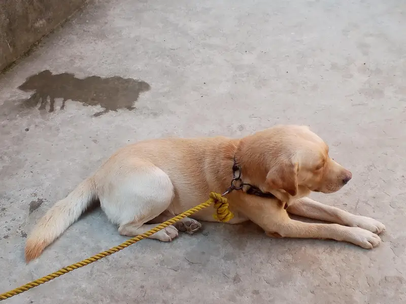 British Labrador Male looking for a new shelter r exchange