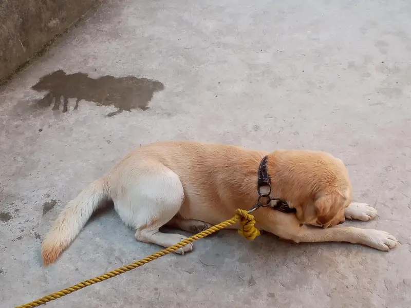 British Labrador Male looking for a new shelter r exchange — photo 2