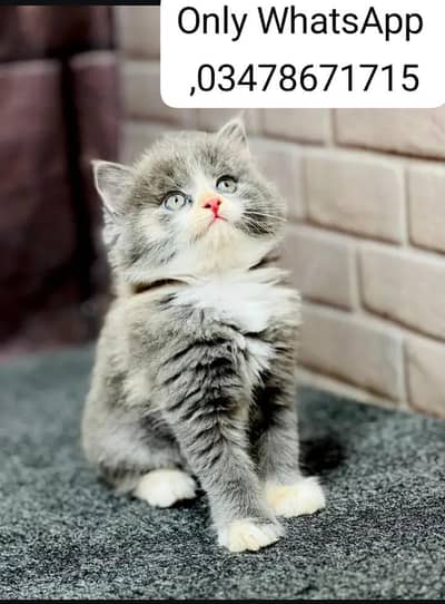 Persian cat 2month vaccinated