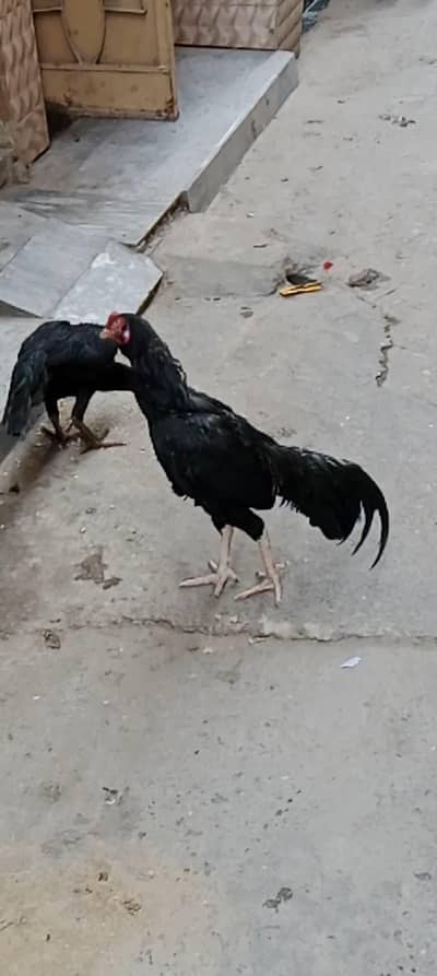 Black Asel Mianwali Sindhi Cross