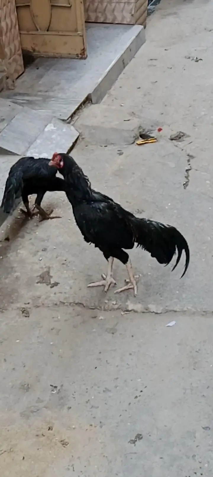 Black Asel Mianwali Sindhi Cross