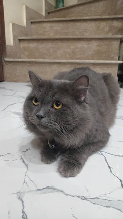Persian cat