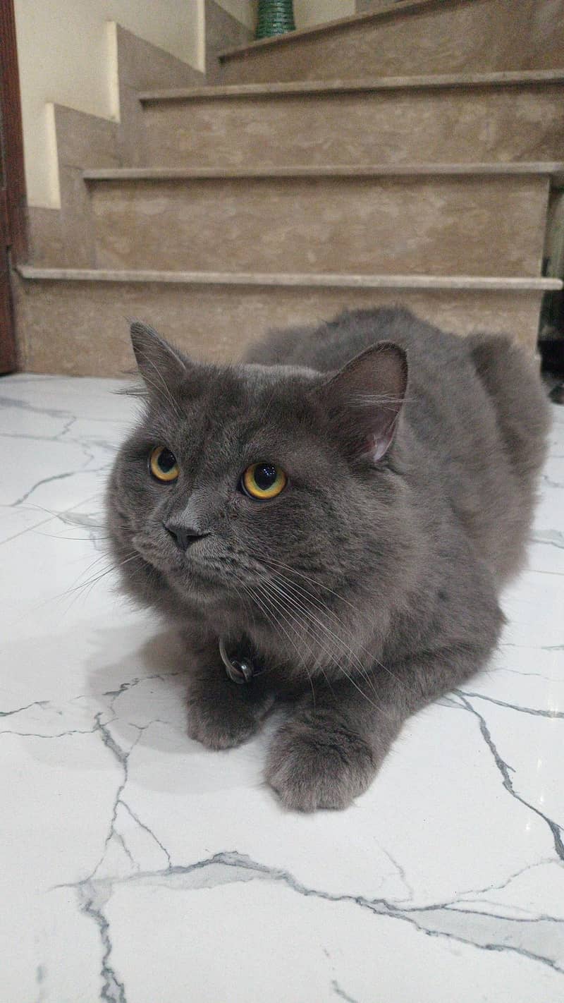 Persian cat 0