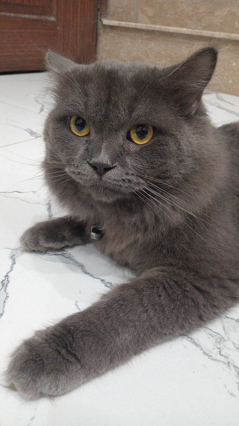 Persian cat 1