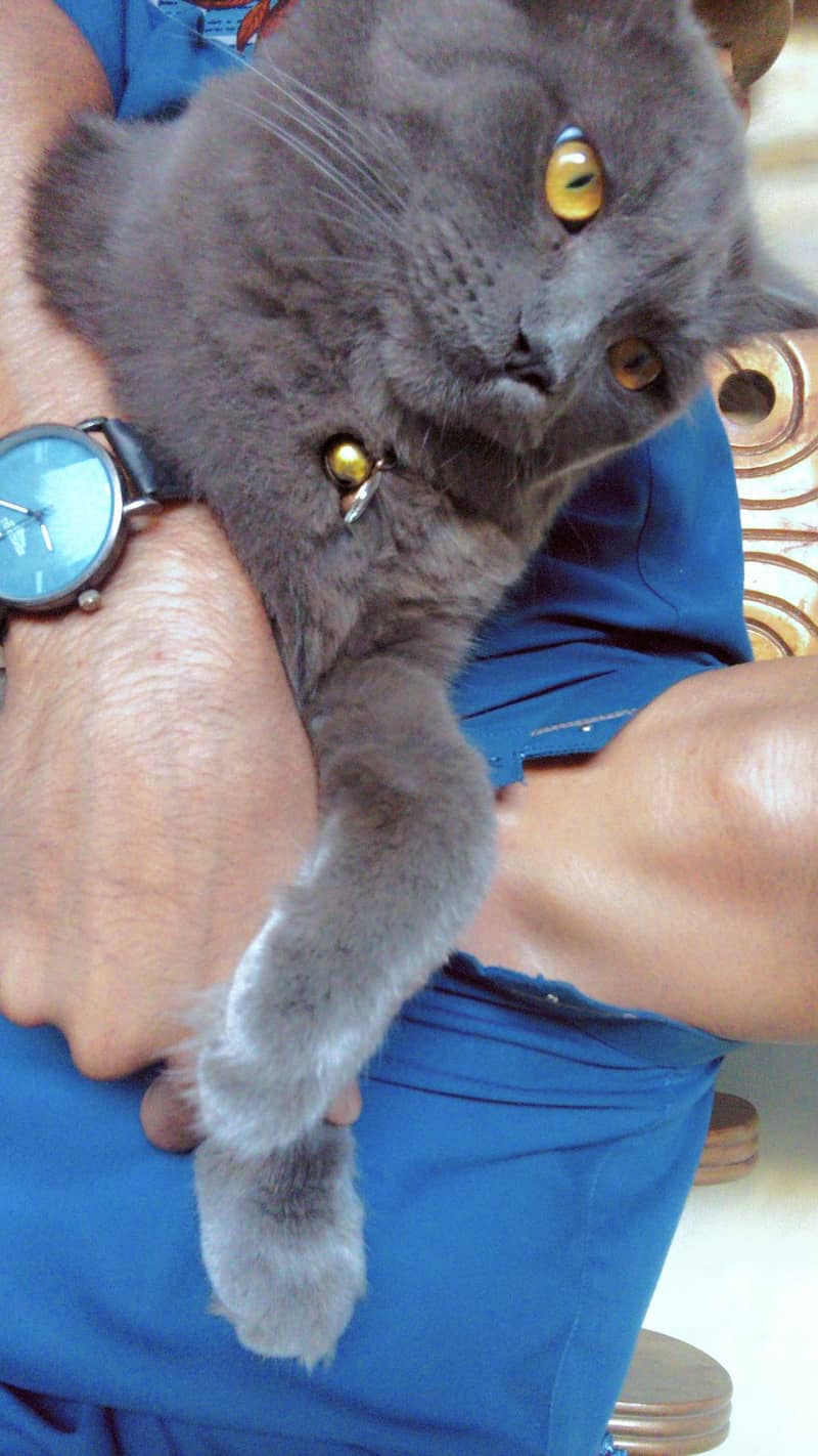 Persian cat 2