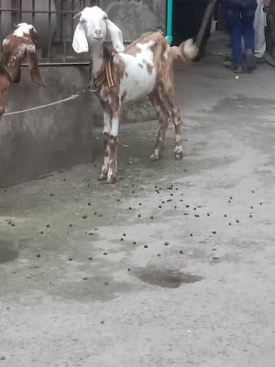 Goats for sale female