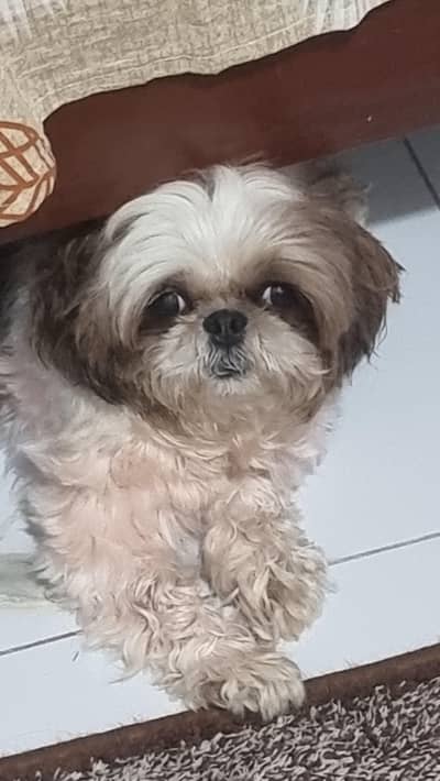 Show class 2 Shihtzue females