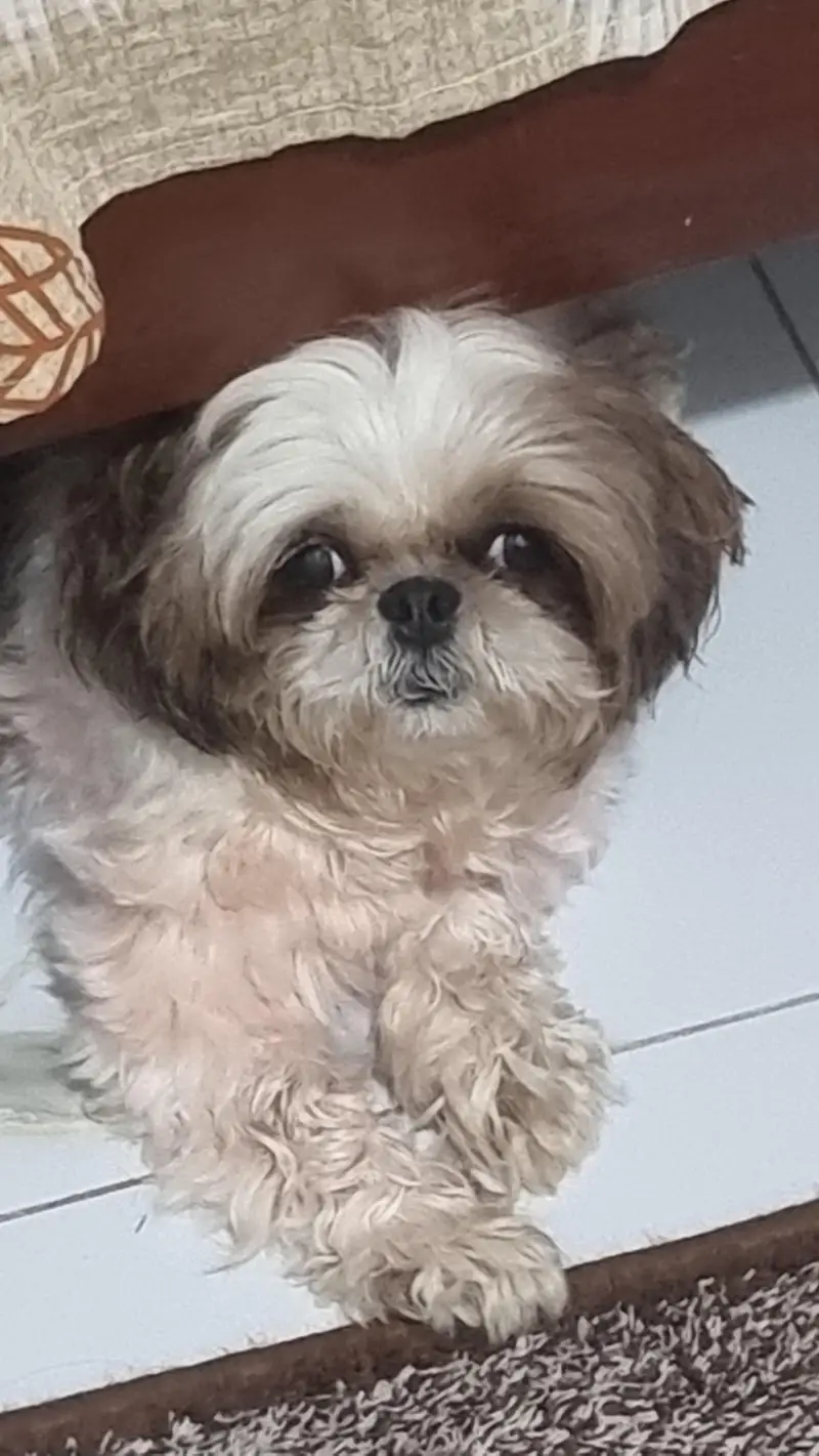 Show class 2 Shihtzue females