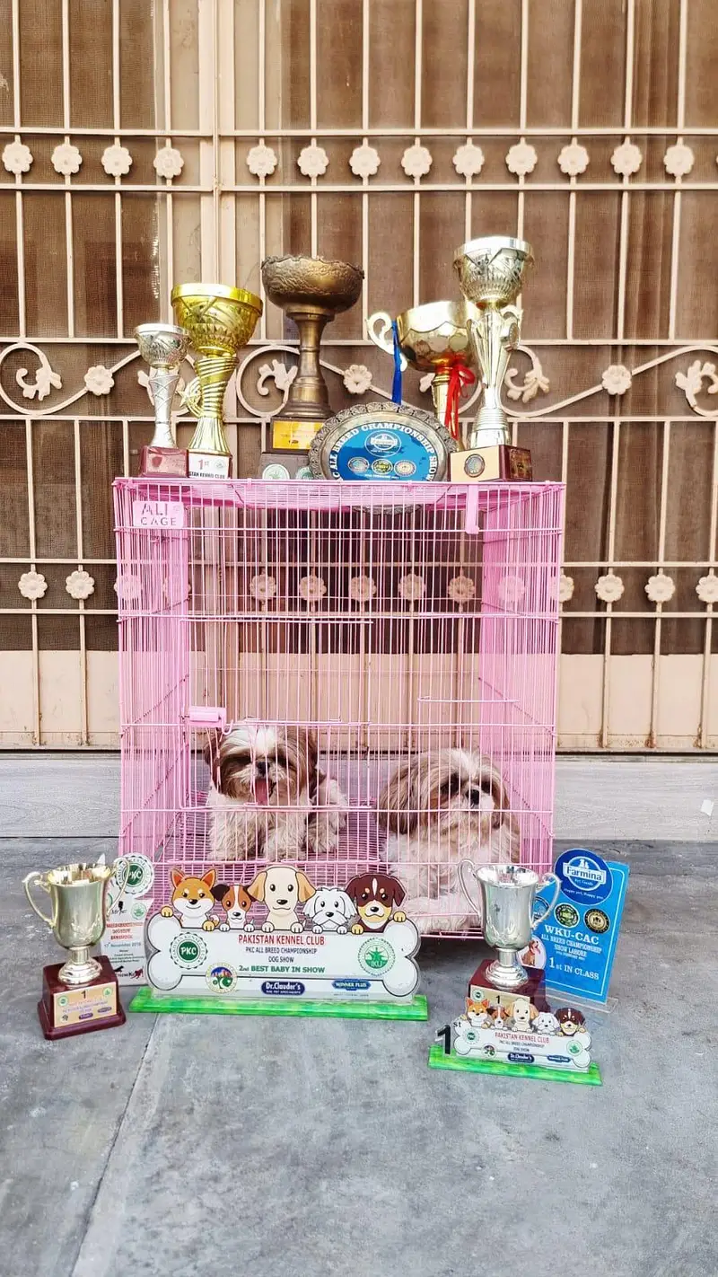Show class 2 Shihtzue females — photo 3