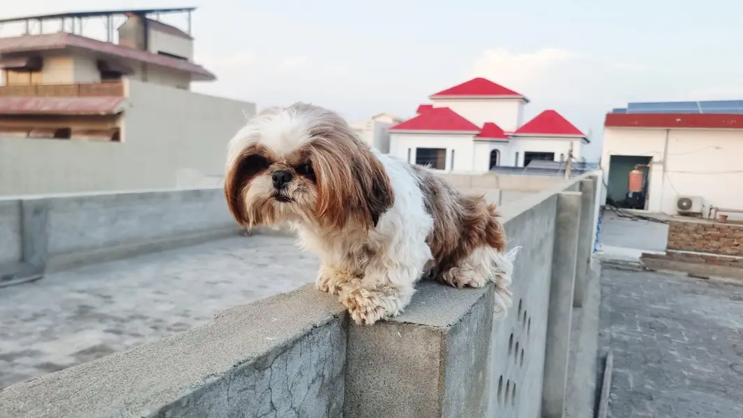 Show class 2 Shihtzue females — photo 4