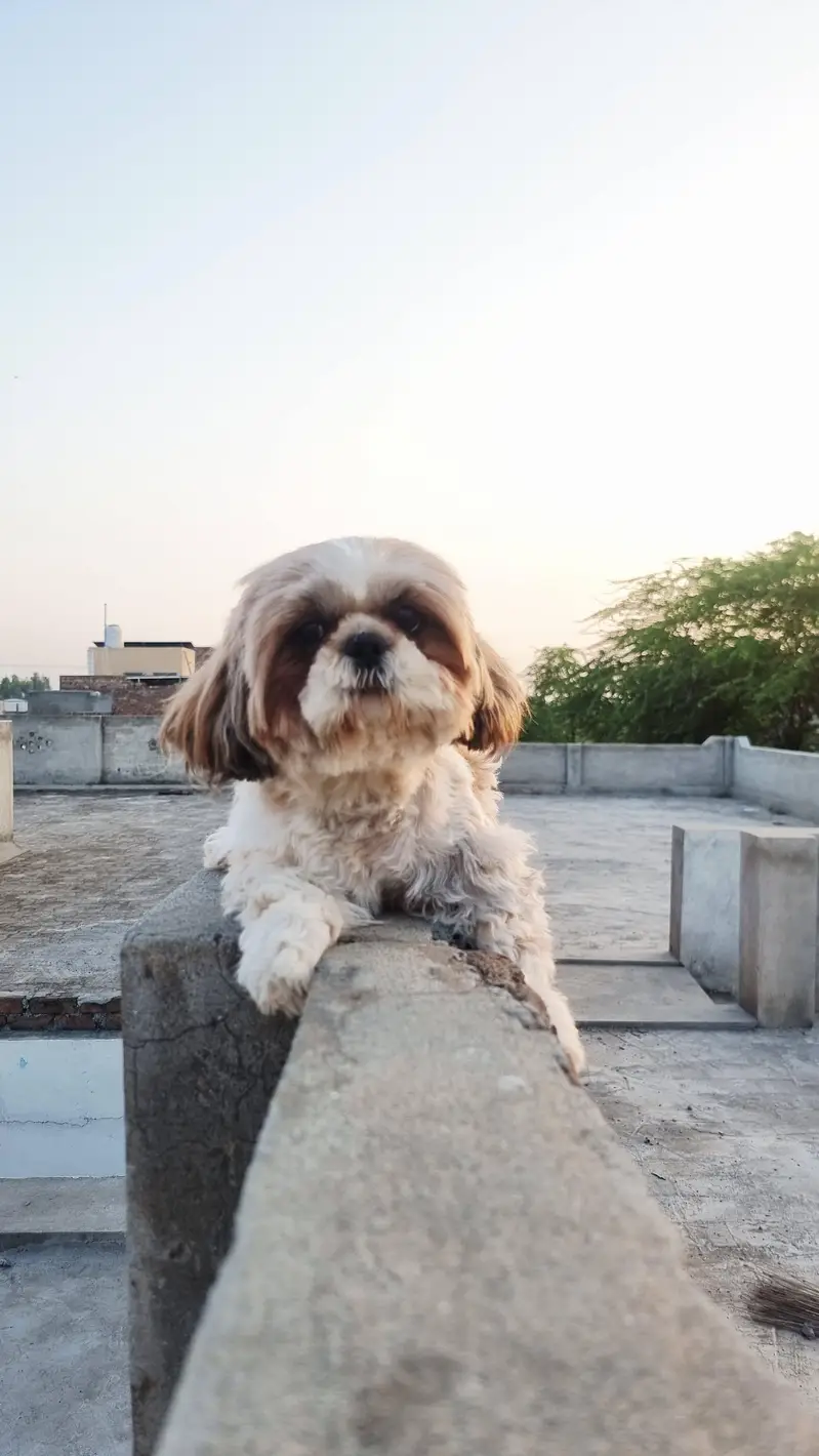 Show class 2 Shihtzue females — photo 5