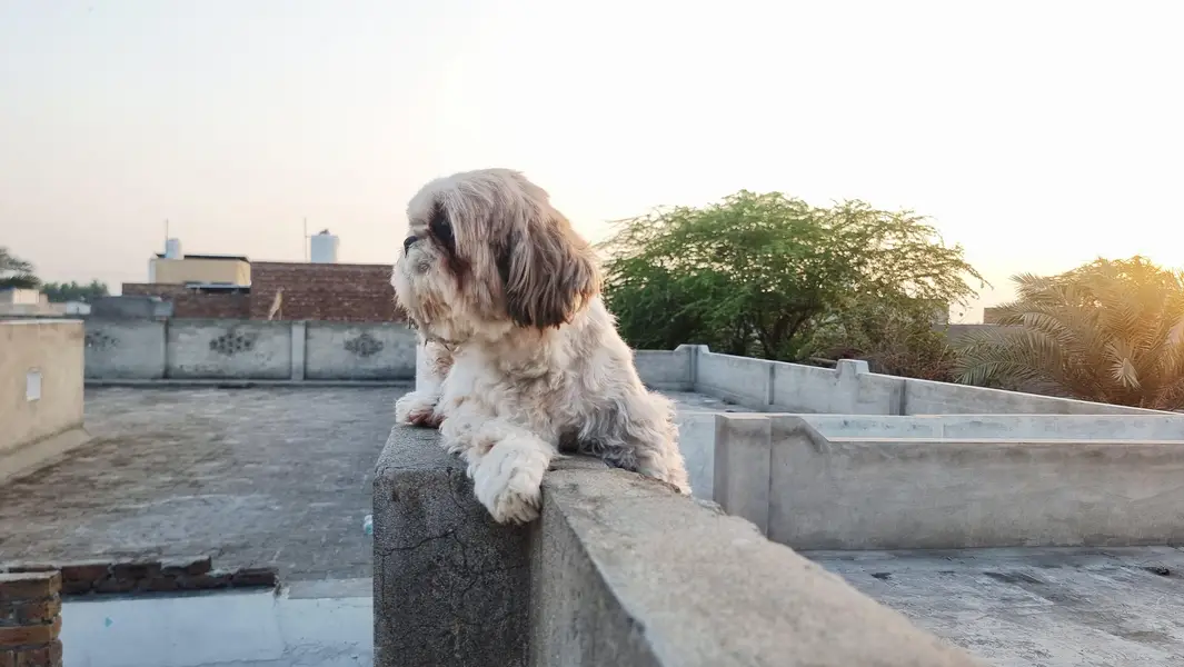 Show class 2 Shihtzue females — photo 6