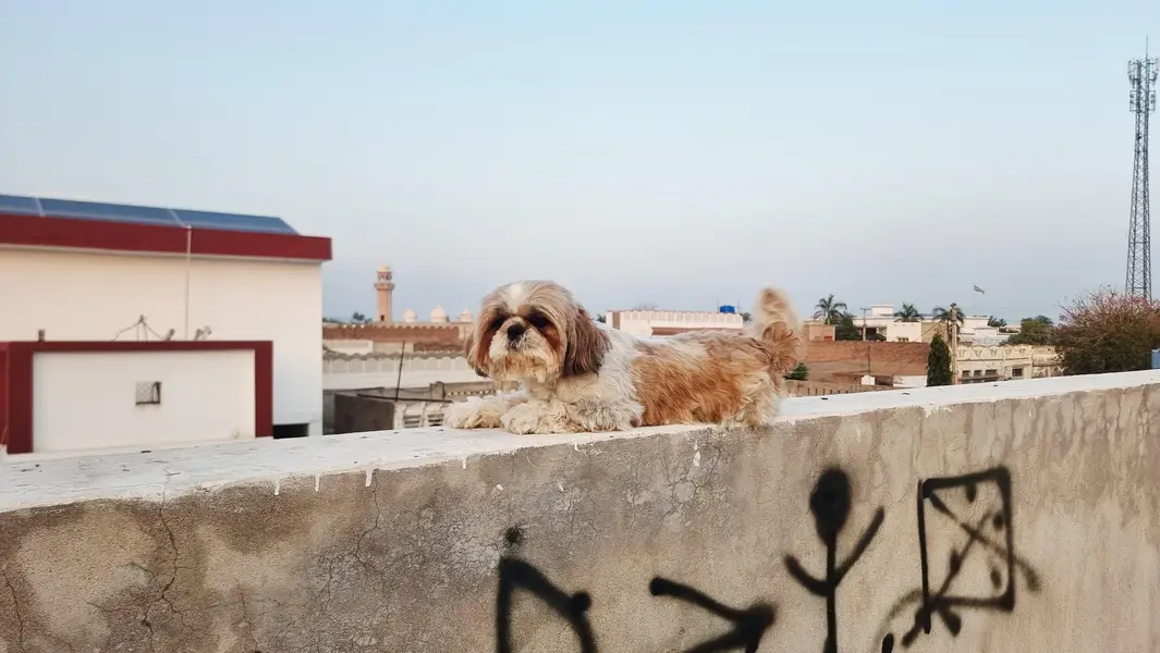 Show class 2 Shihtzue females — photo 7