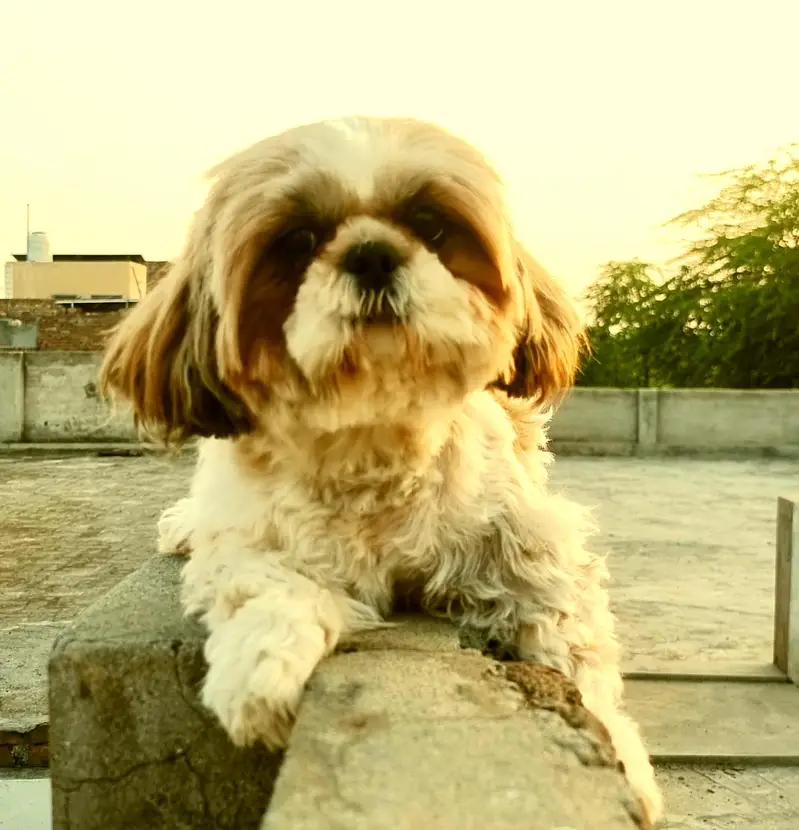Show class 2 Shihtzue females — photo 8
