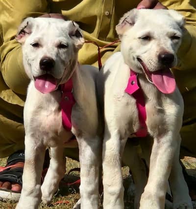 ​Top Quality King Alabai Puppies Pair - 3 Months Old