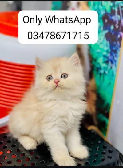 Persian cat 2month vaccinated