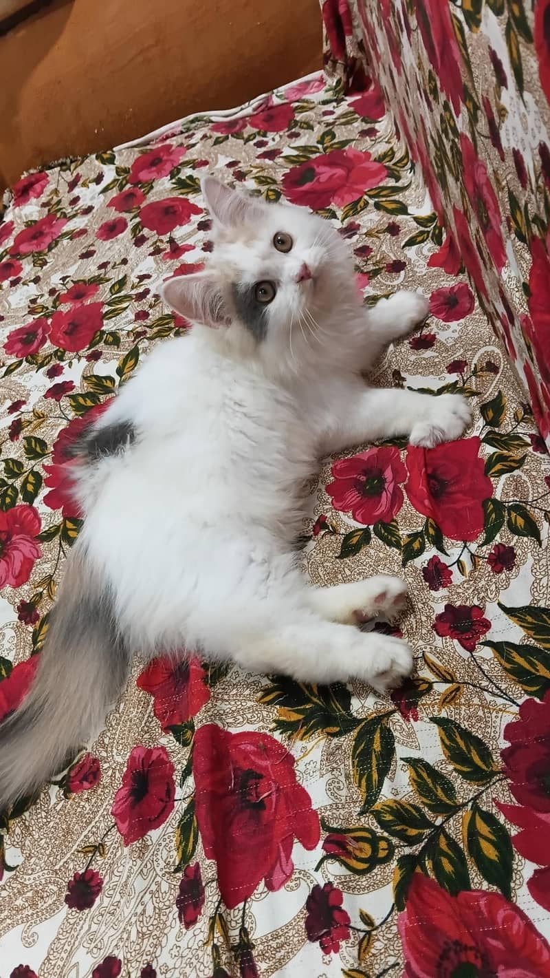 top quality kittens 1