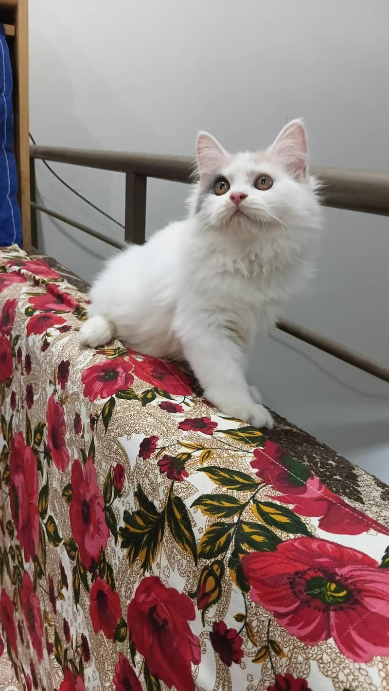 top quality kittens 2