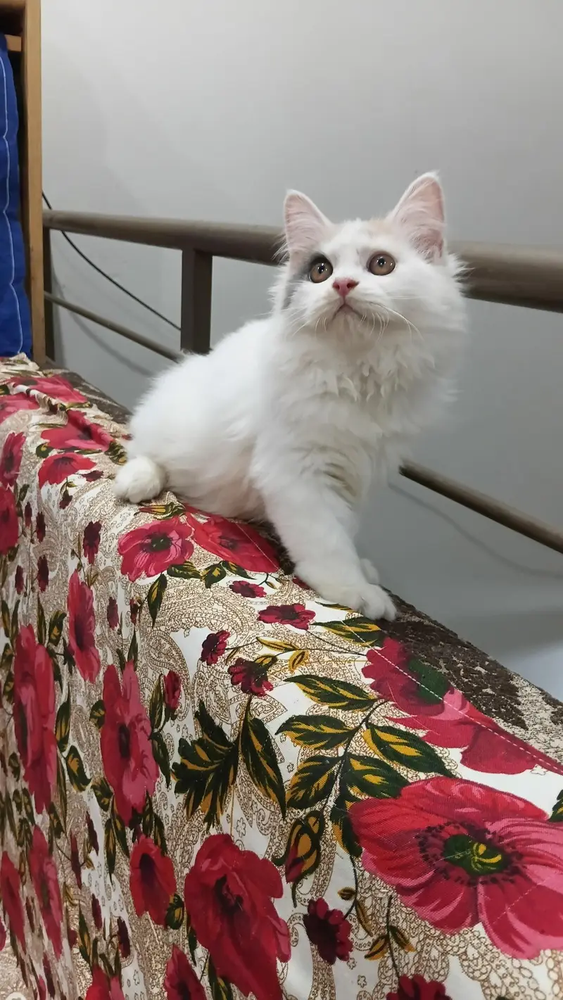 top quality kittens — photo 3