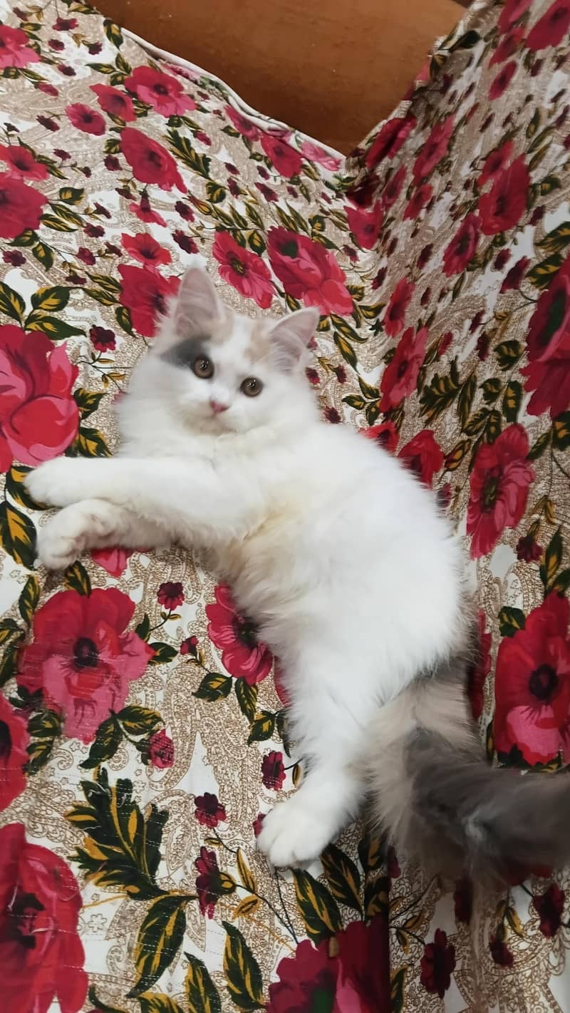 top quality kittens 3