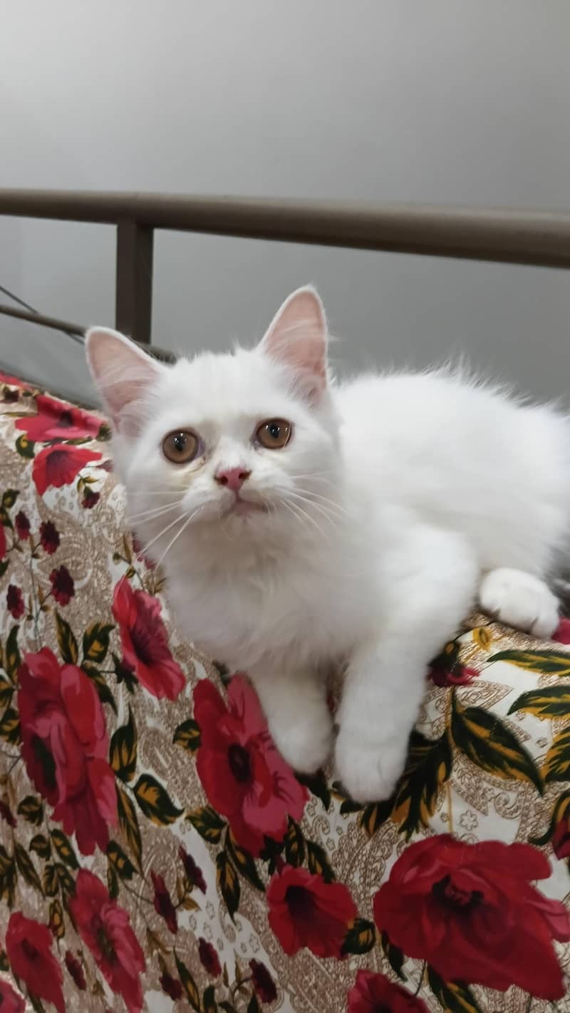 top quality kittens 4