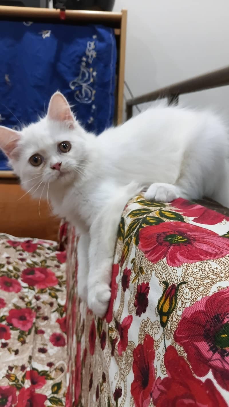 top quality kittens 5