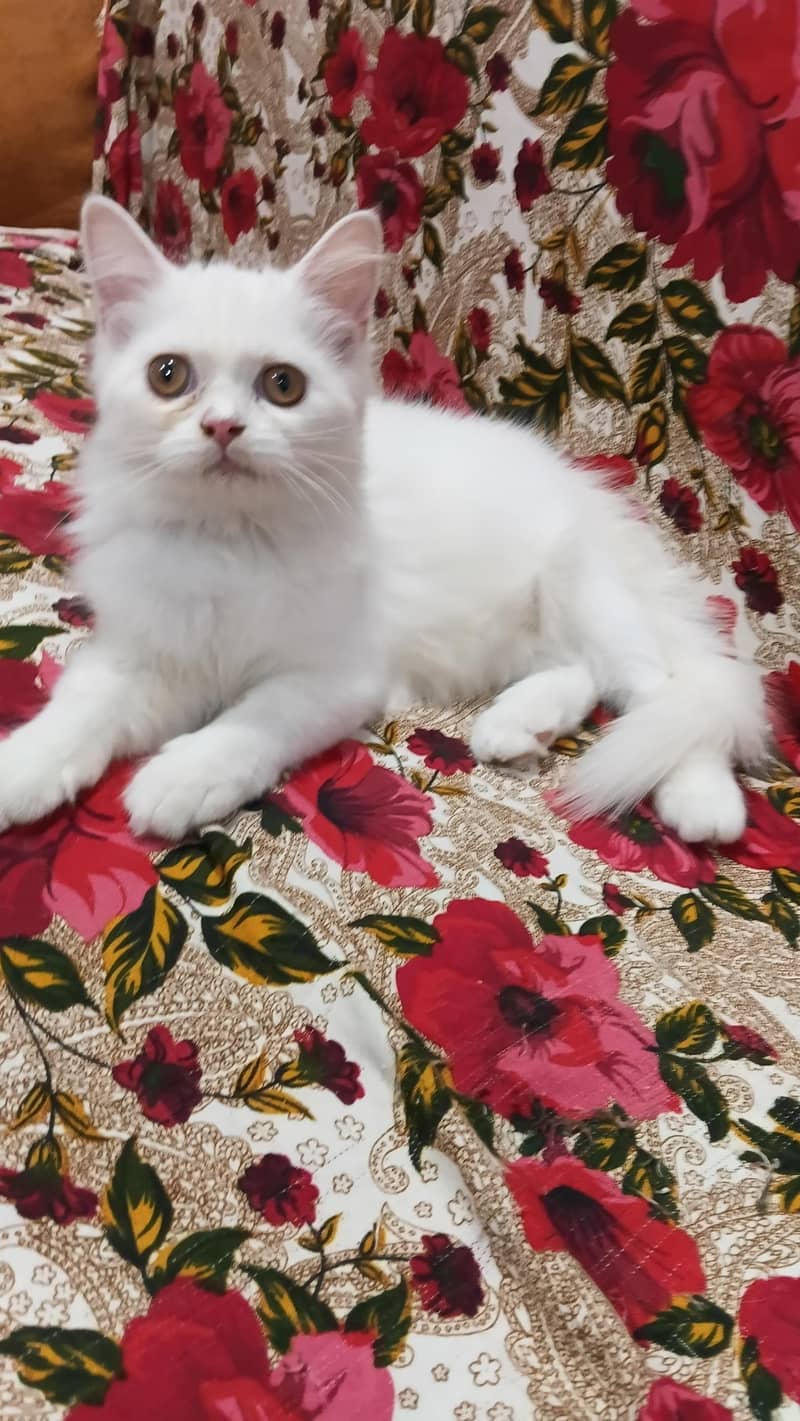 top quality kittens 6
