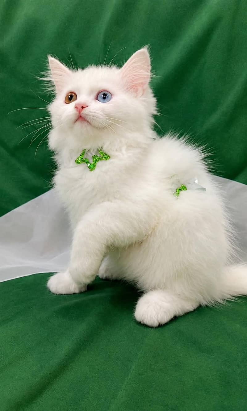 top quality kittens 7