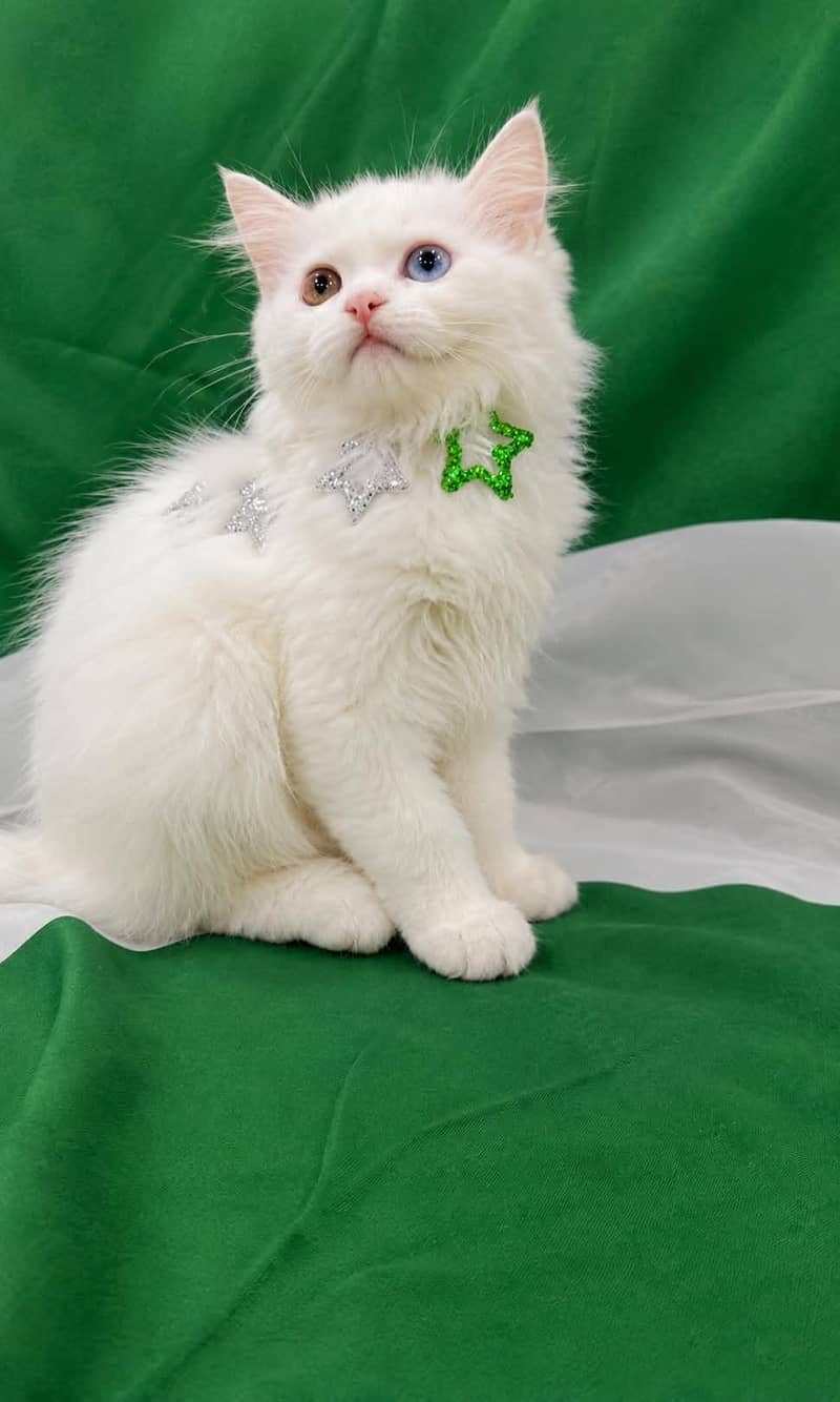 top quality kittens 8